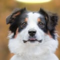 What Are the Risks of Glare and Halos After Lasik Eye Surgery?