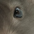 The Pros and Cons of LASIK Eye Surgery